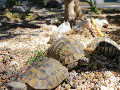 Apartment Two bedroom apartment near beach Lokva Rogoznica, Omiš A-2762-a - Outdoor photo 12