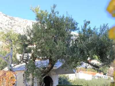 Apartment One bedroom apartment with terrace and sea view Stanići, Omiš A-2763-b - Outdoor photo 9