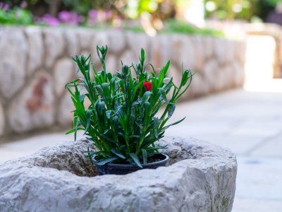 Apartment One bedroom apartment with terrace and sea view Mali Lošinj, Lošinj A-2505-b - Outdoor photo 13