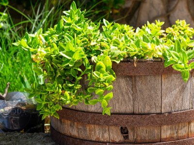 Apartment One bedroom apartment with terrace and sea view Mali Lošinj, Lošinj A-2505-b - Outdoor photo 14