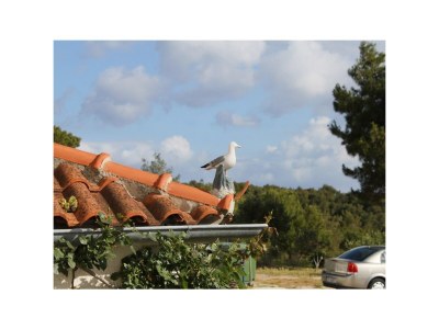 Apartment One bedroom apartment with terrace and sea view Mali Lošinj, Lošinj A-2505-b - Outdoor photo 15