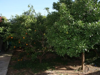 Apartment Two bedroom apartment with terrace Bol, Brač A-2899-b - Outdoor photo 22