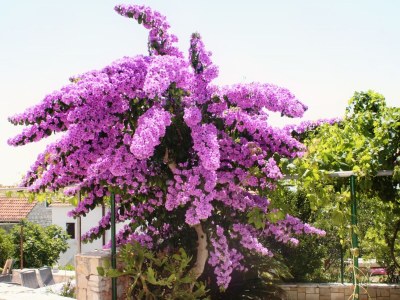 Apartment One bedroom apartment with balcony and sea view Bol, Brač A-2899-c - Outdoor photo 6
