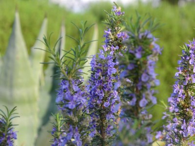 Apartment One bedroom apartment with terrace and sea view Postira, Brač A-2913-b - Outdoor photo 9