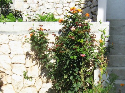 Apartment One bedroom apartment with terrace and sea view Pisak, Omiš A-2827-a - Outdoor photo 9