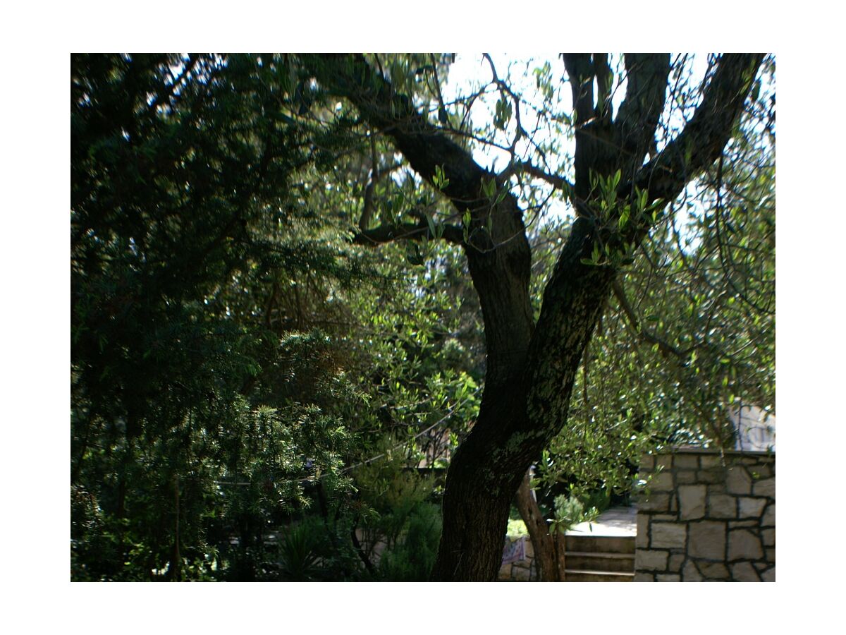 Apartment Three bedroom apartment with terrace Žrnovska Banja, Korčula A-3154-a - Outdoor photo 5