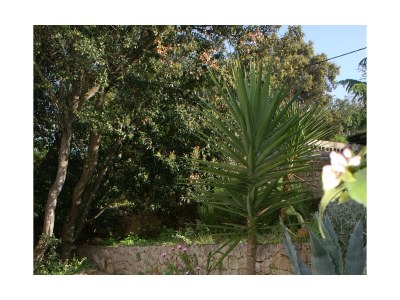 Apartment Three bedroom apartment with terrace Žrnovska Banja, Korčula A-3154-a - Outdoor photo 4