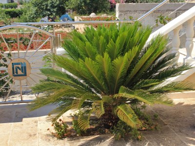 Apartment One bedroom apartment with terrace and sea view Slano, Dubrovnik A-3183-c - Outdoor photo 6