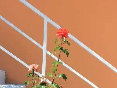 Apartment Two bedroom apartment with balcony and sea view Slano, Dubrovnik A-3184-a - Outdoor photo 8