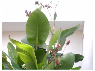 Apartment Two bedroom apartment with terrace and sea view Mirca, Brač A-2902-b - Outdoor photo 9