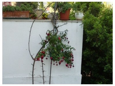 Apartment Two bedroom apartment with terrace and sea view Mirca, Brač A-2902-b - Outdoor photo 10