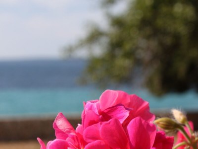 Apartment One bedroom apartment near beach Lun, Pag A-3320-c - Outdoor photo 7