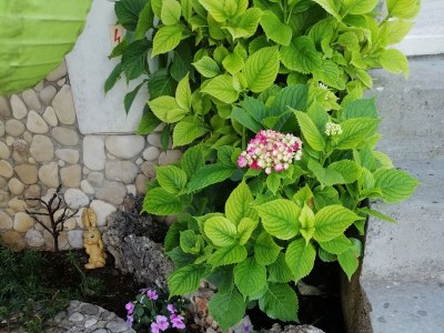 Apartment Two bedroom apartment with terrace and sea view Postira, Brač A-2911-b - Outdoor photo 14