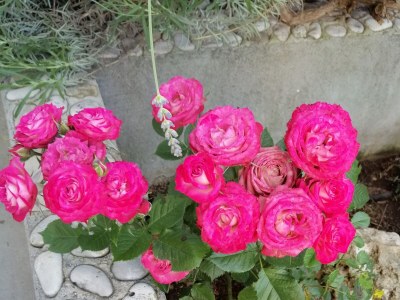 Apartment Two bedroom apartment with terrace and sea view Postira, Brač A-2911-c - Outdoor photo 16