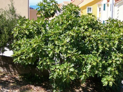 Apartment One bedroom apartment with terrace and sea view Postira, Brač A-2919-a - Outdoor photo 9