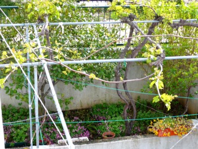 Apartment One bedroom apartment with terrace and sea view Postira, Brač A-2919-a - Outdoor photo 10