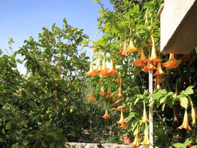 Apartment One bedroom apartment with terrace and sea view Jelsa, Hvar A-4017-b - Outdoor photo 14