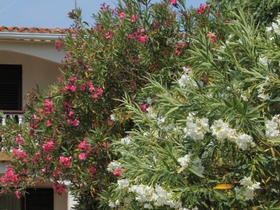 Apartment Apartments with parking space Povljana, Pag - 227 - Outdoor photo 7