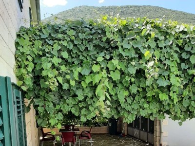 Apartment Studio flat Trpanj, Pelješac AS-250-a - Outdoor photo 2