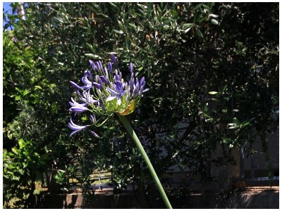 Apartment Two bedroom apartment with terrace and sea view Viganj, Pelješac A-260-a - Outdoor photo 11