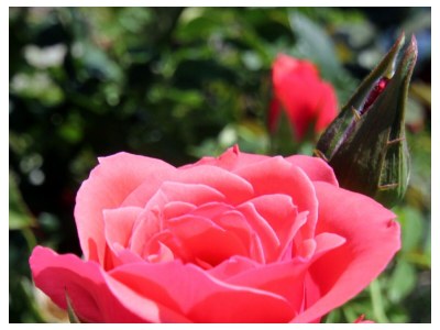 Apartment One bedroom apartment with terrace and sea view Viganj, Pelješac A-260-c - Outdoor photo 9