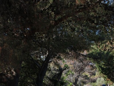 Apartment One bedroom apartment with terrace Stivan, Cres A-382-b - Outdoor photo 8