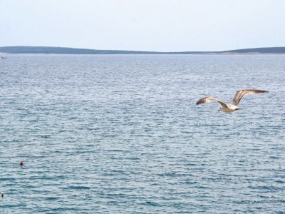 Apartment Studio flat near beach Mandre, Pag AS-4101-c - Outdoor photo 19