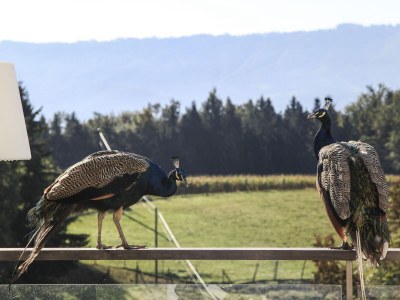 Holiday house Hof Niglberg - Environment photo 20