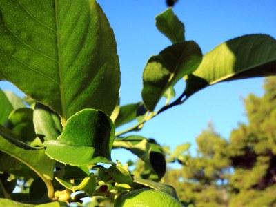 Apartment Apartments by the sea Brna, Korčula - 4478 - Apartments by the sea Brna, Korčula - 4478 - Outdoor photo 6