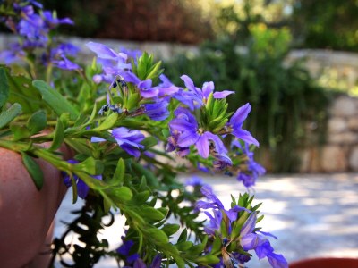 Apartment Apartments by the sea Brna, Korčula - 4478 - Apartments by the sea Brna, Korčula - 4478 - Outdoor photo 8