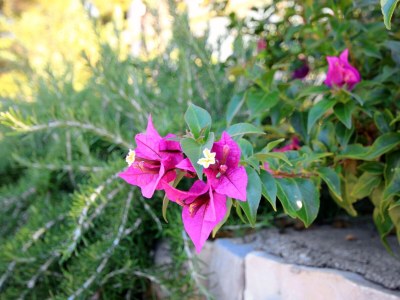 Apartment Apartments by the sea Brna, Korčula - 4478 - Apartments by the sea Brna, Korčula - 4478 - Outdoor photo 12