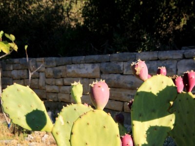 Apartment Apartments by the sea Brna, Korčula - 4478 - Apartments by the sea Brna, Korčula - 4478 - Outdoor photo 10