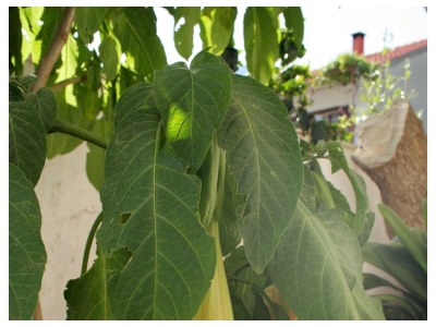 Apartment Three bedroom apartment with terrace Orebić, Pelješac A-4532-a - Outdoor photo 9