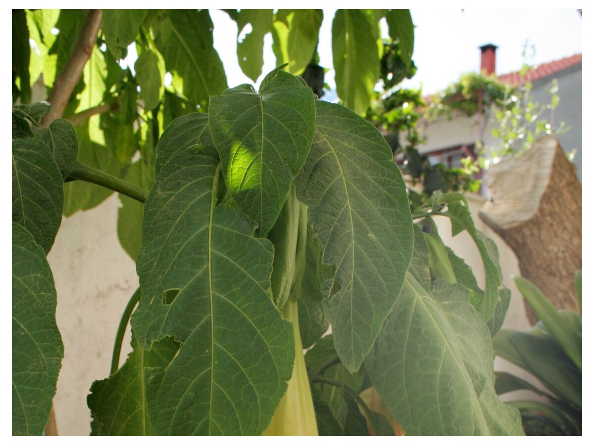 Apartment Two bedroom apartment with terrace and sea view Orebić, Pelješac A-4532-b - Outdoor photo 4