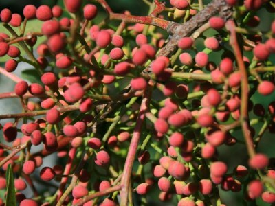 Apartment One bedroom apartment with terrace Jezera, Murter A-5082-a - Outdoor photo 9