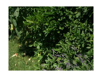 Apartment One bedroom apartment with terrace Vodice A-4180-b - Outdoor photo 7