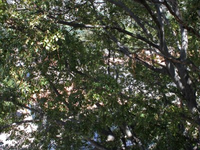 Apartment One bedroom apartment near beach Drvenik Donja vala, Makarska A-6658-b - Outdoor photo 20