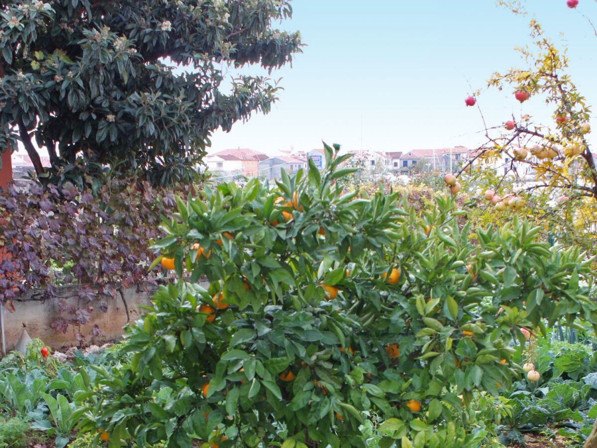 Apartment Studio flat near beach Bibinje, Zadar AS-5866-a - Outdoor photo 5