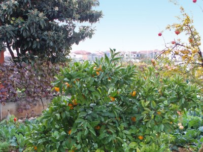 Apartment Studio flat near beach Bibinje, Zadar AS-5866-a - Outdoor photo 5