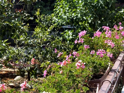 Apartment One bedroom apartment with terrace and sea view Brgulje, Molat A-6241-a - Outdoor photo 9