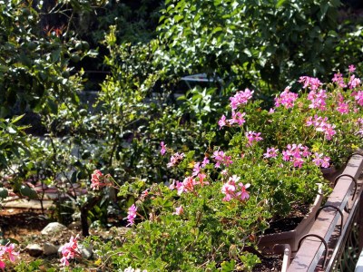 Apartment One bedroom apartment with terrace and sea view Brgulje, Molat A-6241-b - Outdoor photo 9