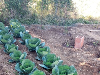 Apartment Studio flat with terrace and sea view Mandre, Pag AS-6309-a - Outdoor photo 15