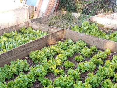 Holiday room with terrace and sea view Mandre, Pag S-6309-b - Outdoor photo 14