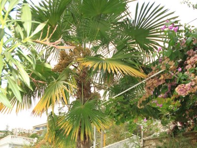 Apartment Two bedroom apartment with terrace and sea view Rabac, Labin A-7474-b - Outdoor photo 7