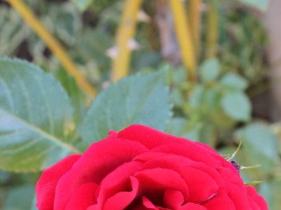 Apartment Two bedroom apartment with terrace Rovinj A-7656-a - Outdoor photo 11