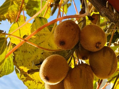 Apartment One bedroom apartment with terrace and sea view Medveja, Opatija A-7720-a - Outdoor photo 19
