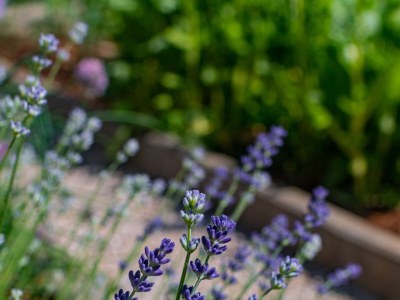 Apartment Two bedroom apartment with terrace and sea view Medveja, Opatija A-7720-b - Outdoor photo 16