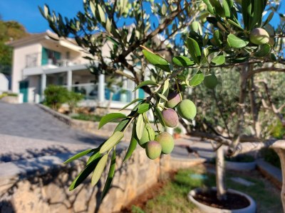 Apartment Two bedroom apartment with terrace and sea view Medveja, Opatija A-7720-b - Outdoor photo 17