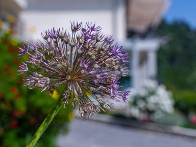 Apartment Studio flat with terrace and sea view Medveja, Opatija AS-7720-a - Outdoor photo 14