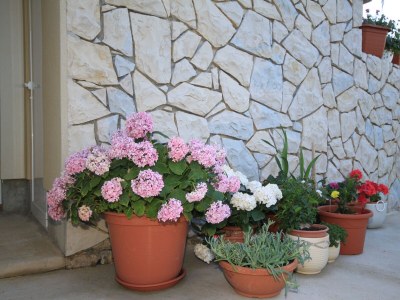 Apartment One bedroom apartment with terrace Punta križa, Cres A-8082-b - Outdoor photo 6